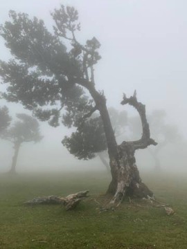 Fanal, Madeira, Portugal